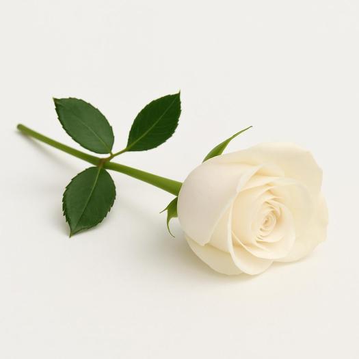 A single white rose with a subtle hint of pink lies on its side against a soft white background, symbolising remembrance, grace, and the quiet passage of time.