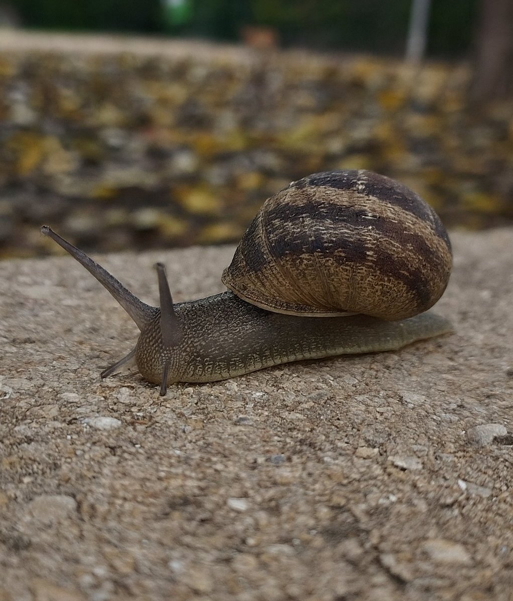 Garden snail moving slowly across stone, a quiet reminder of patience and gentle care
